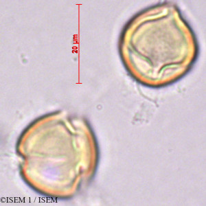 ISEM 1/Hypericum_grandifolium_27875/Hypericum_grandifolium_27875_0001(copy)_thumb.jpg